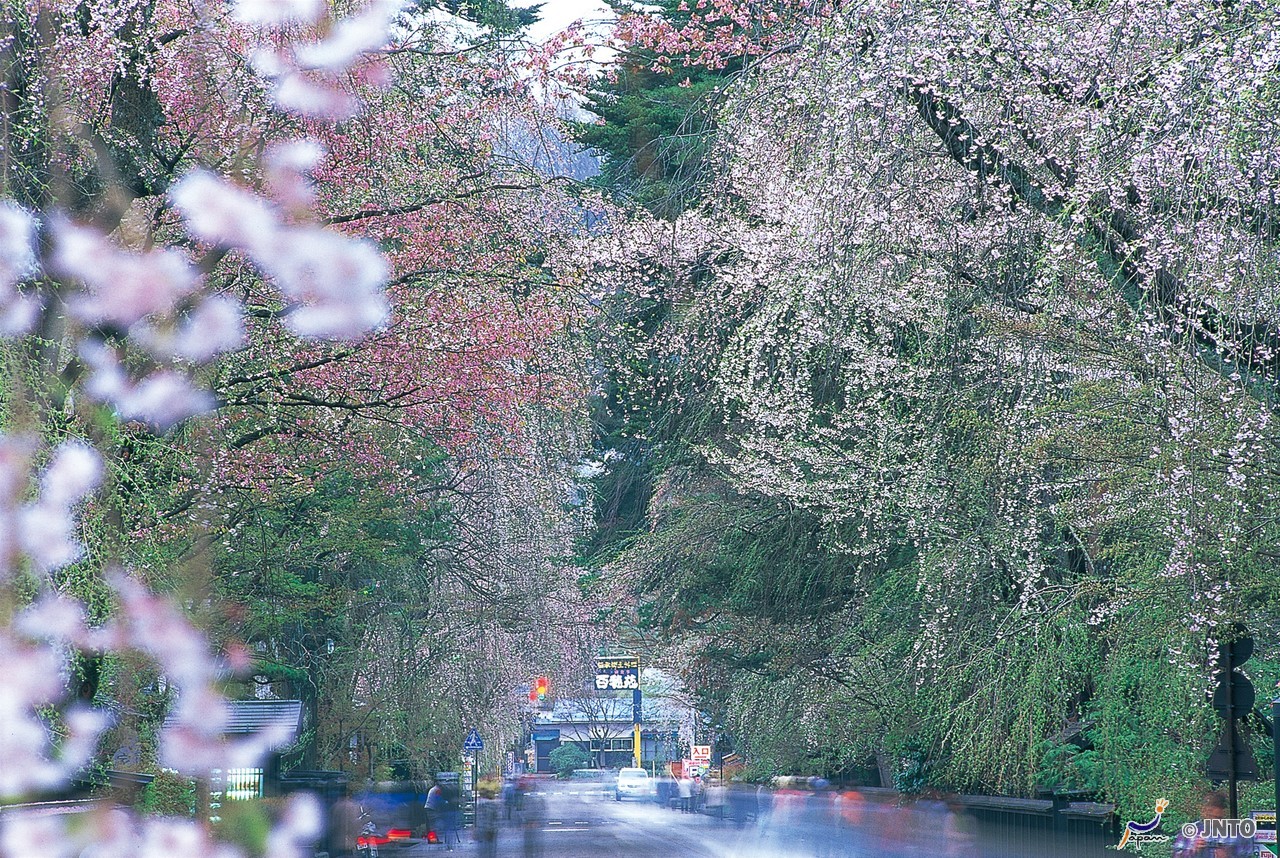 Haneda Airport to Hachioji City Shared Transfer ( Cherry Tomato ) SICCT-410012.0032