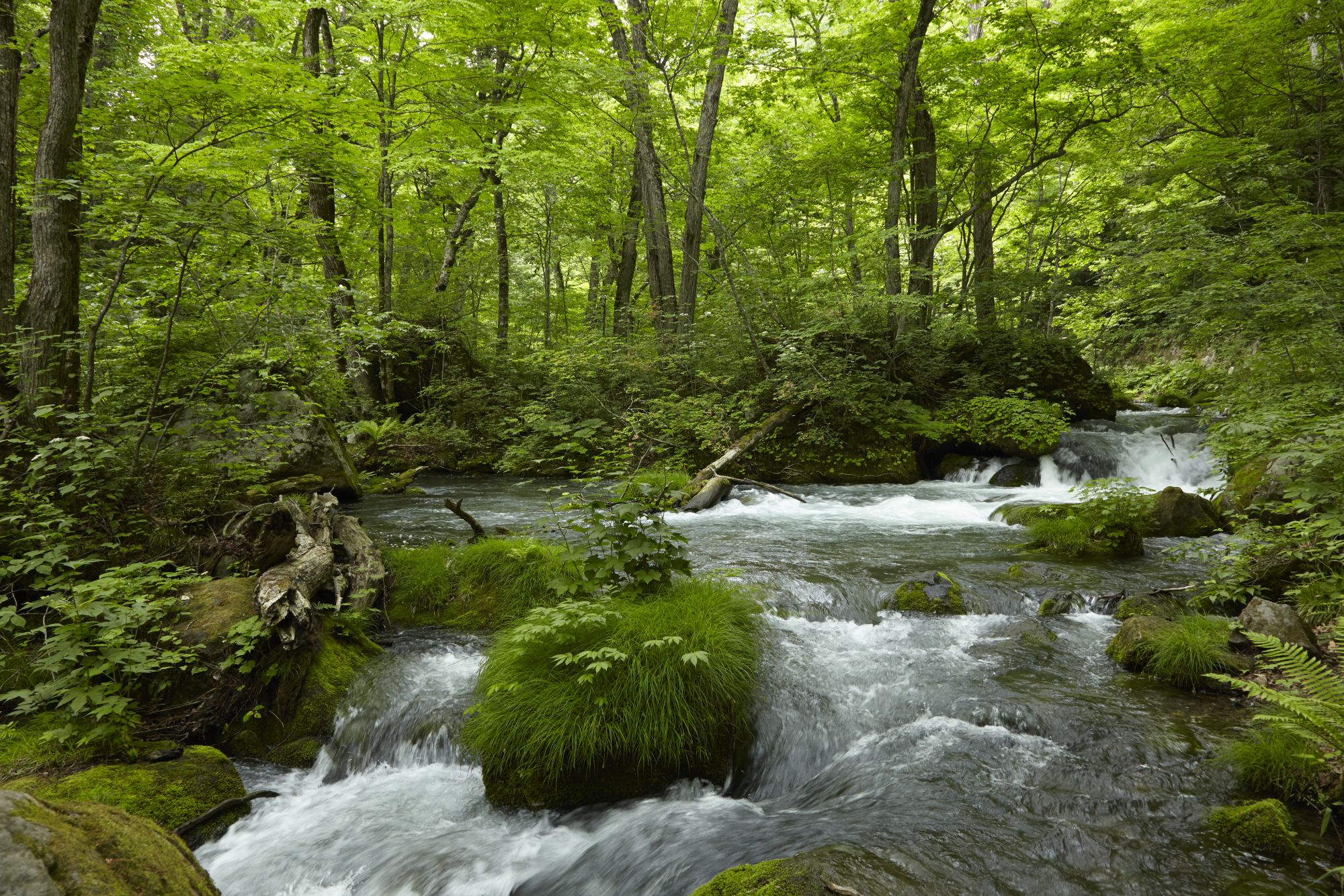 Cherry Tomato. 4 Hours Charter Transfer Within The City. Mutsu City (with Invisible Tour Guide Service On Demand)