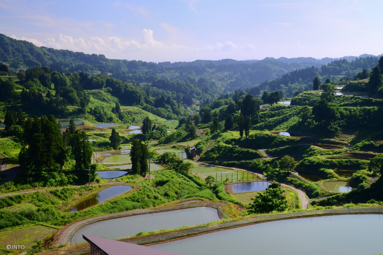 Cherry Tomato. 4 Hours Charter Transfer Within The City. Nagaoka City (with Invisible Tour Guide Service On Demand)