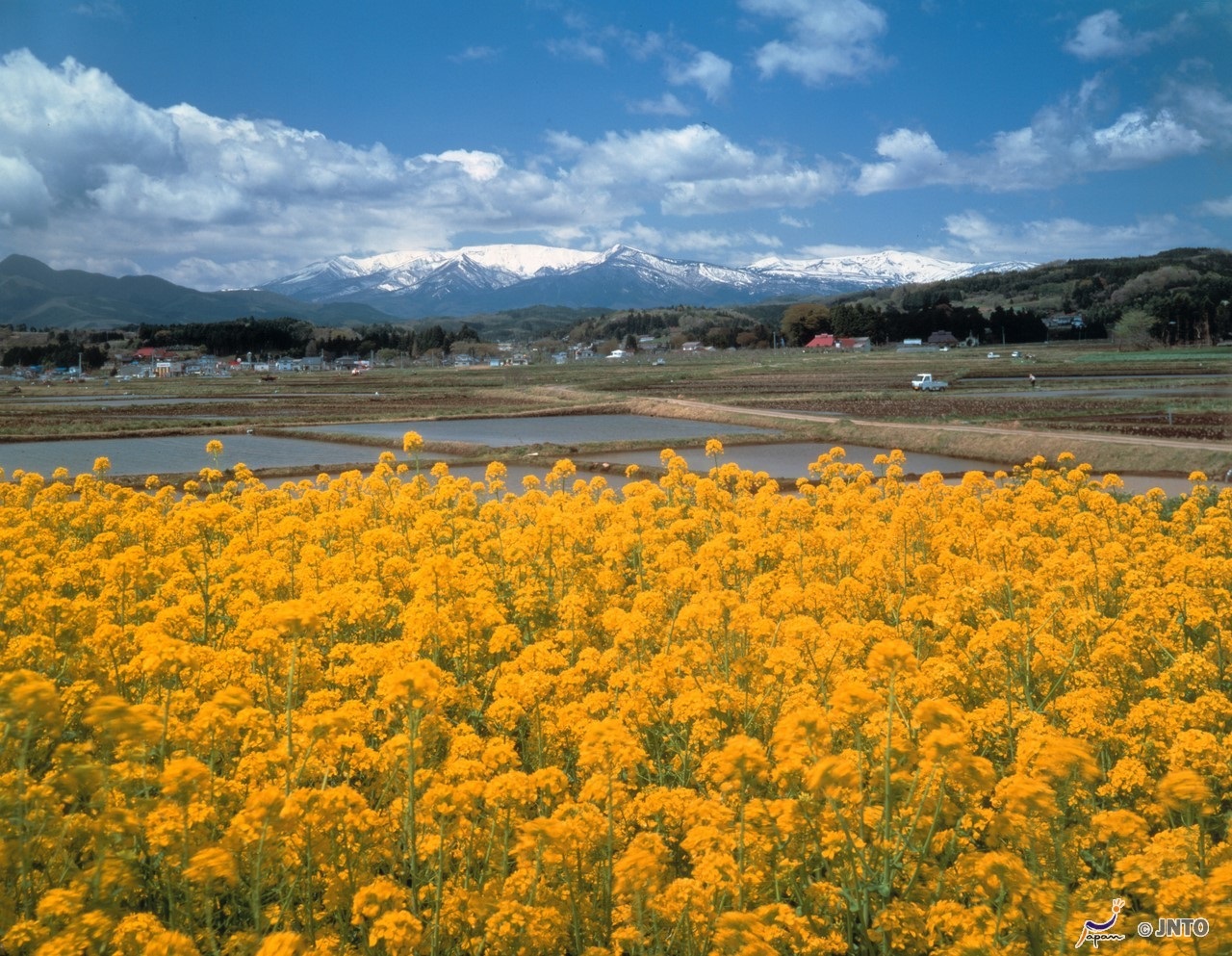 Door2Door transfer within the city. Ishinomaki City ( Cherry Tomato )