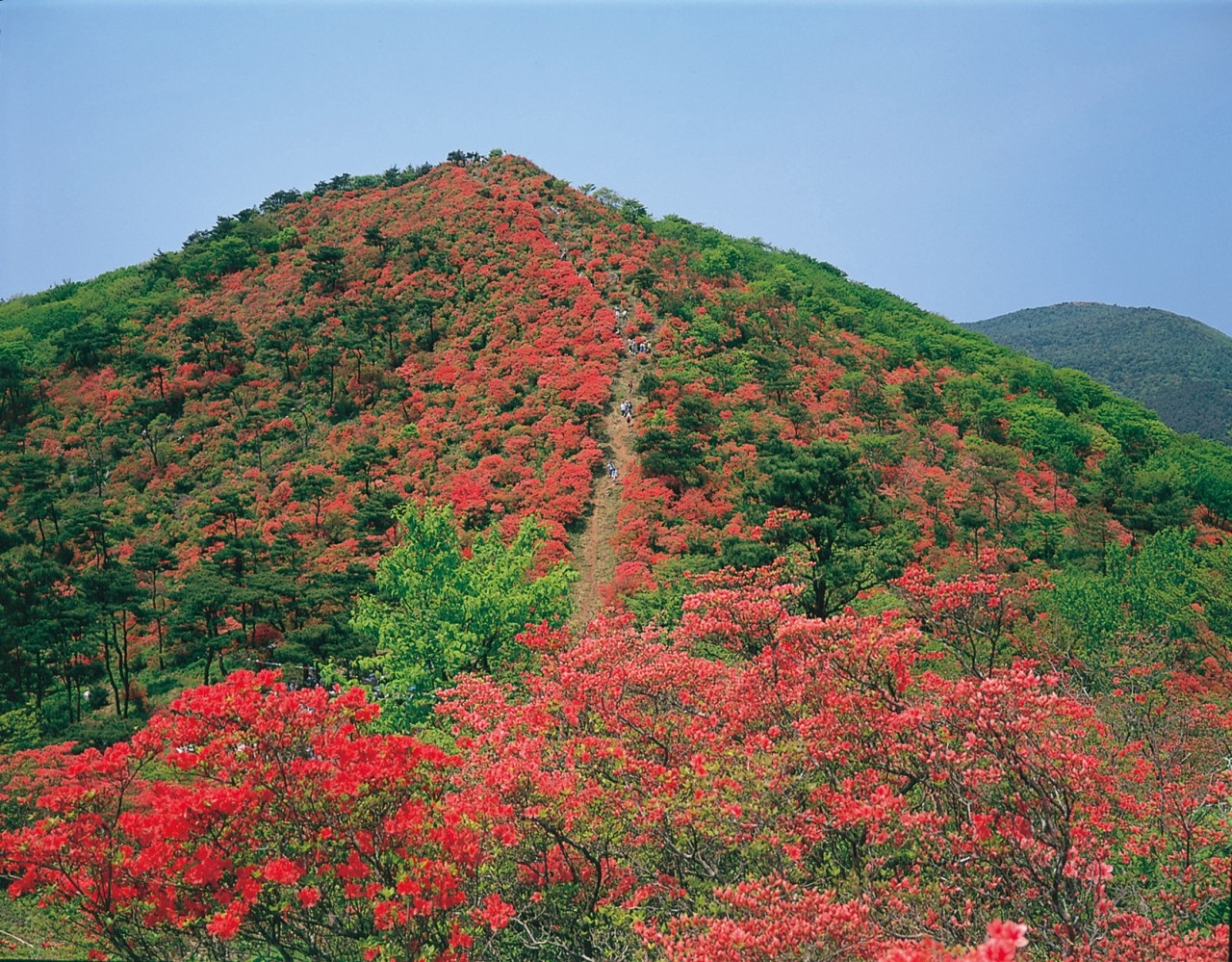 Door2Door transfer within the city. Kesennuma City (Cherry Tomato )