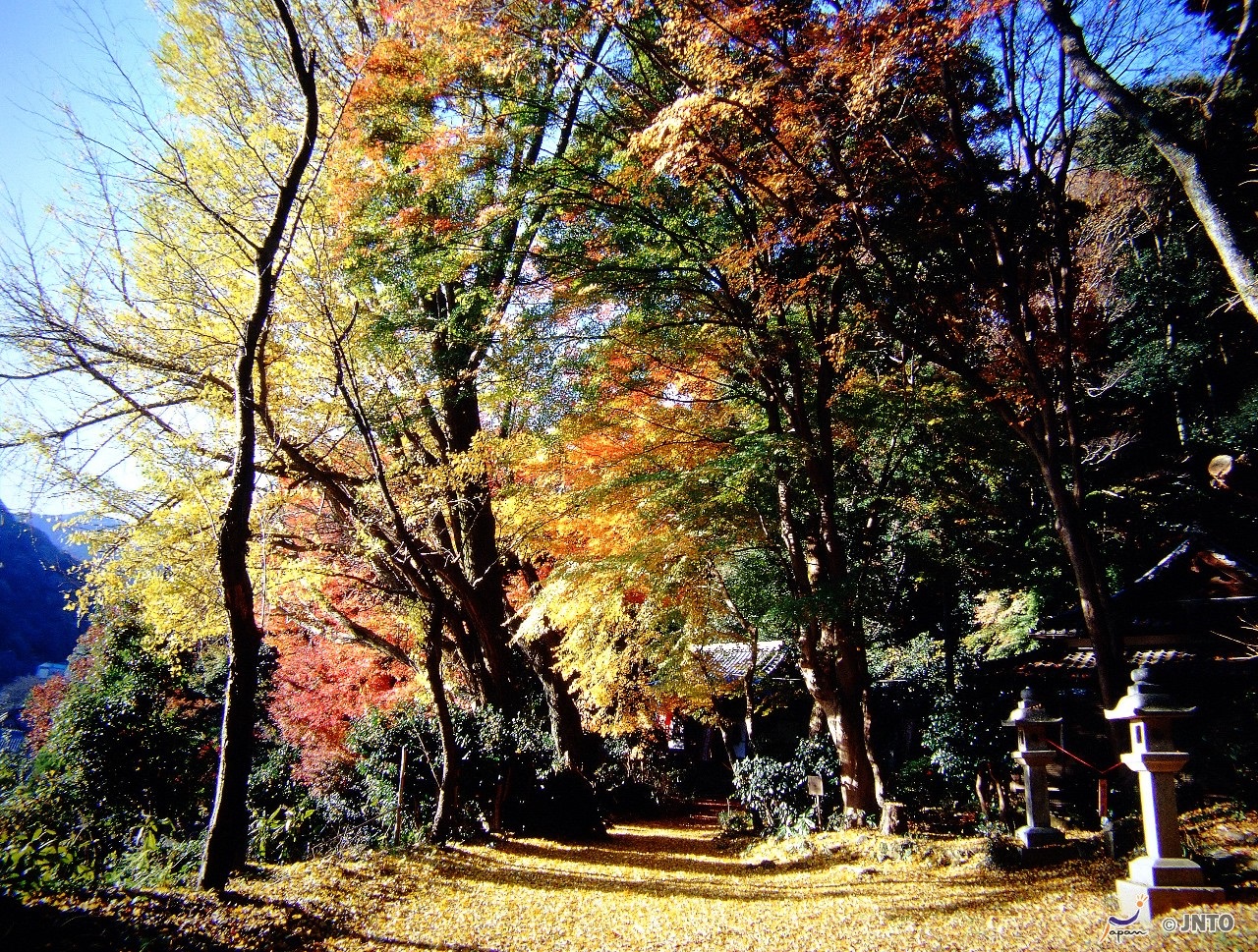 Door2Door transfer within the city. Maibara City ( Cherry Tomato )