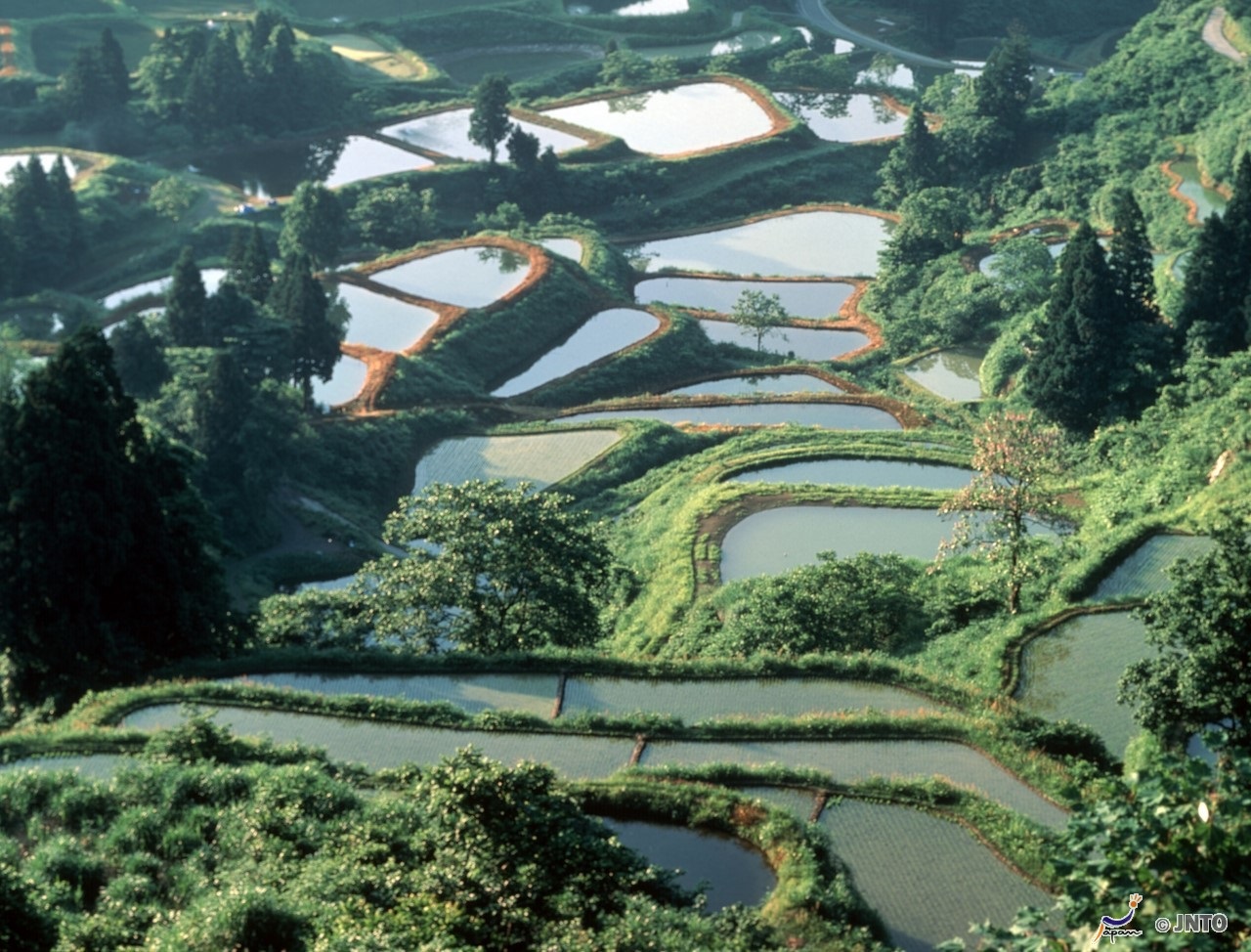 Door2Door transfer within the city. Nagaoka City ( Cherry Tomato )