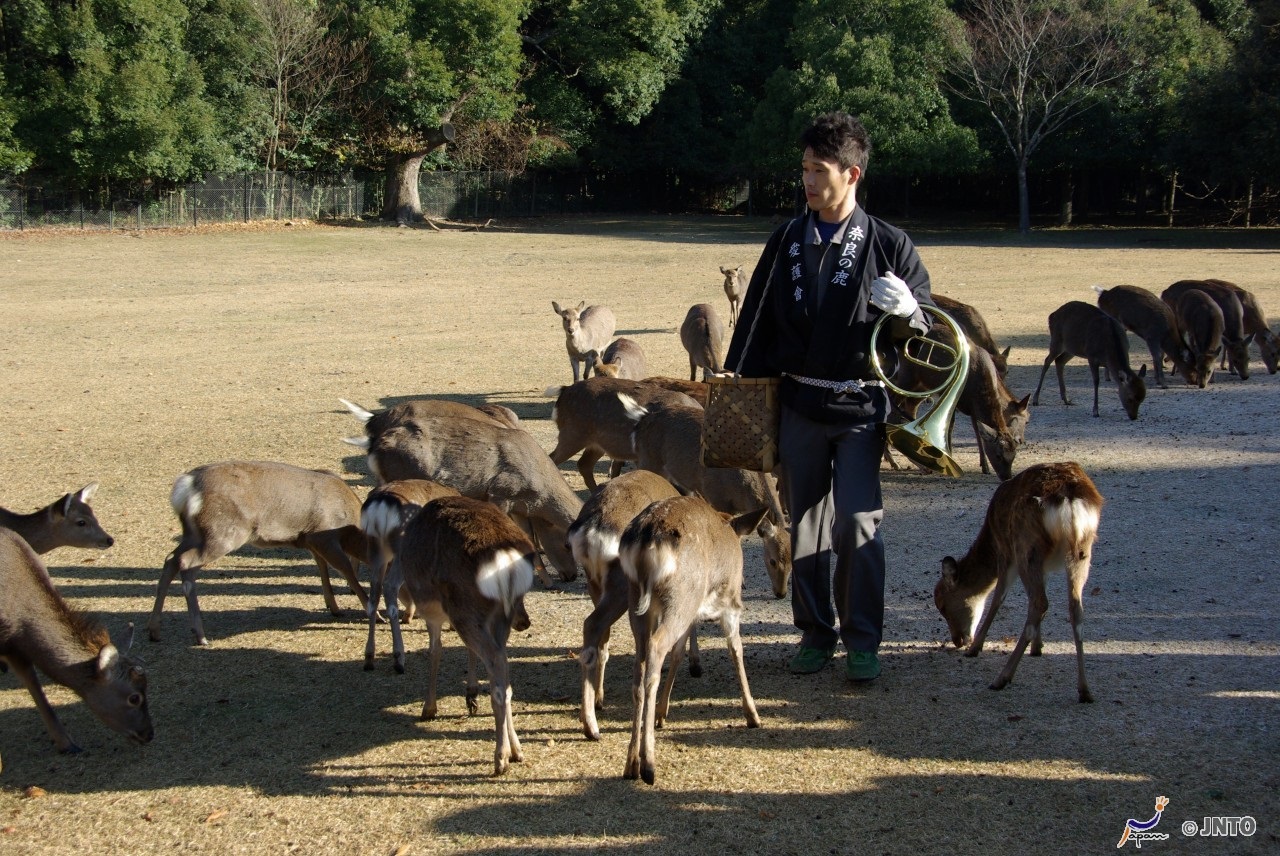 Door2Door transfer within the city. Nara City (Cherry Tomato)