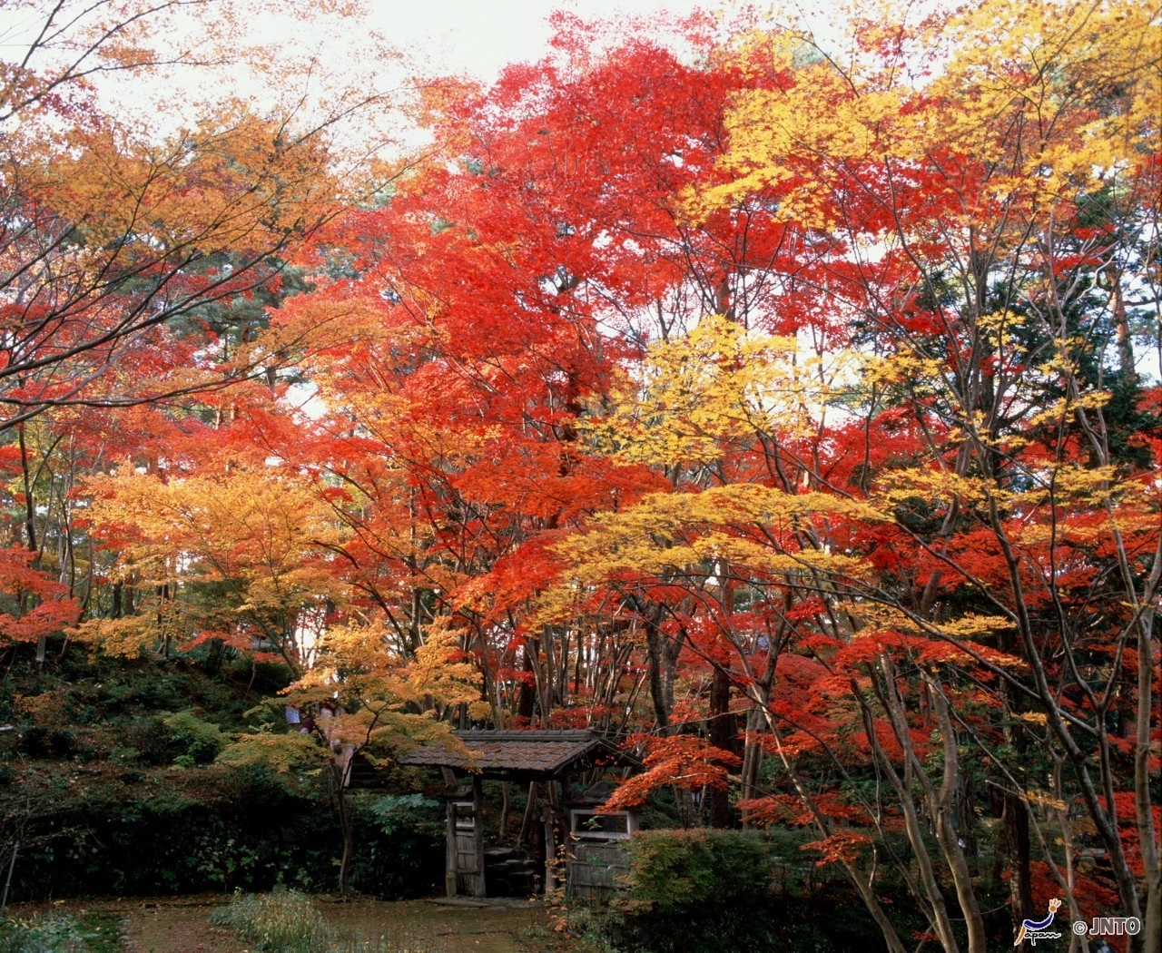 Door2Door transfer within the city. Niigata City ( Cherry Tomato )