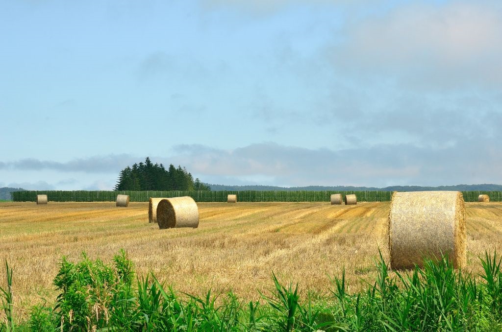 Door2Door transfer within the city. Obihiro City ( Cherry Tomato )