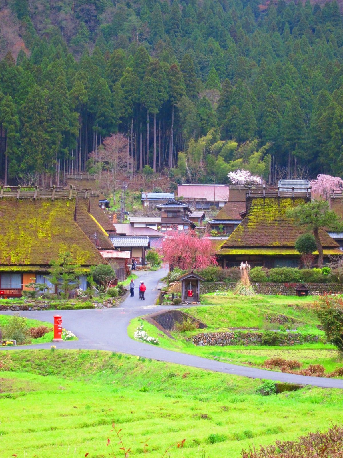 Door2Door transfer within the city. Nantan City ( Cherry Tomato )
