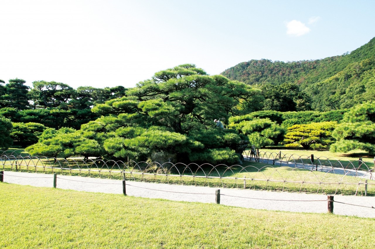 Door2Door transfer within the city. Takamatsu City ( Cherry Tomato )