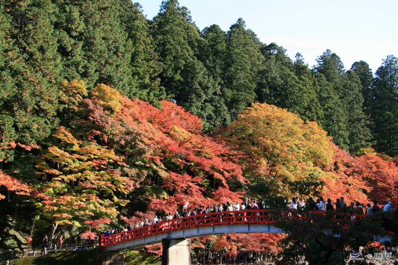 Door2Door transfer within the city. Toyota City ( Cherry Tomato )