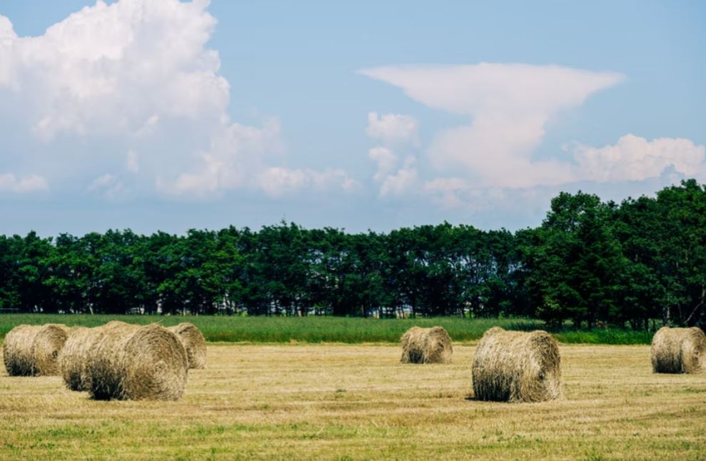 Door2Door transfer within the city. Eniwa City ( Cherry Tomato )