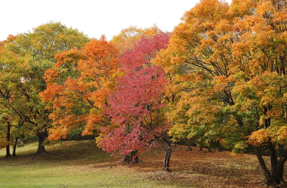 Door2Door transfer within the city. Himi City ( Cherry Tomato )