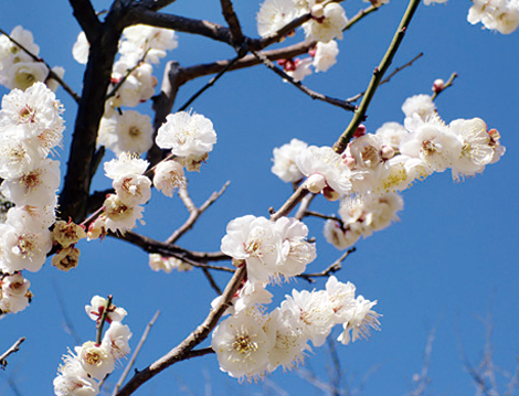Cherry Tomato. 4 Hours Charter Transfer Within The City. Matsuyama (with Invisible Tour Guide Service On Demand)