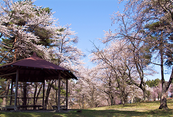 Cherry Tomato. 4 Hours Charter Transfer Within The City. Misawa (with Invisible Tour Guide Service On Demand)