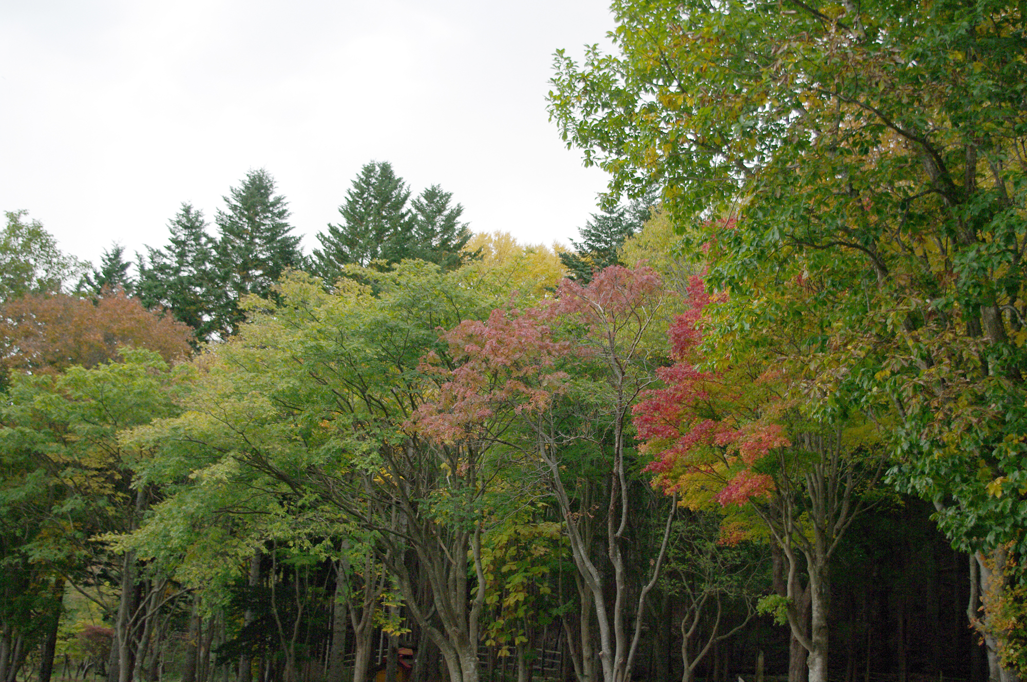Door2Door transfer within the city. Niyodogawa Town  ( Cherry Tomato )