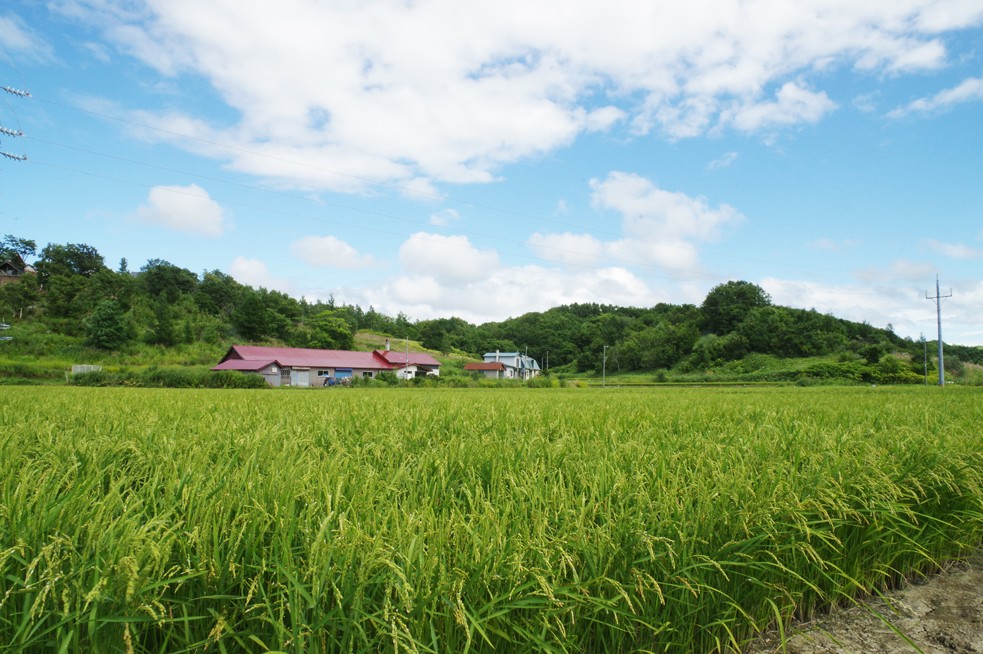 Door2Door transfer within the city. Tobetsu Town ( Cherry Tomato )