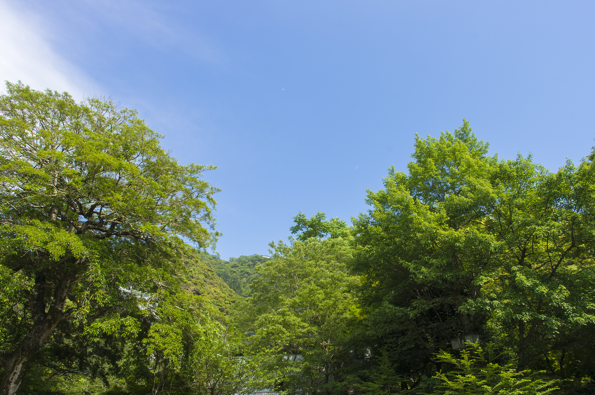 Door2Door transfer within the city. Toki City ( Cherry Tomato )