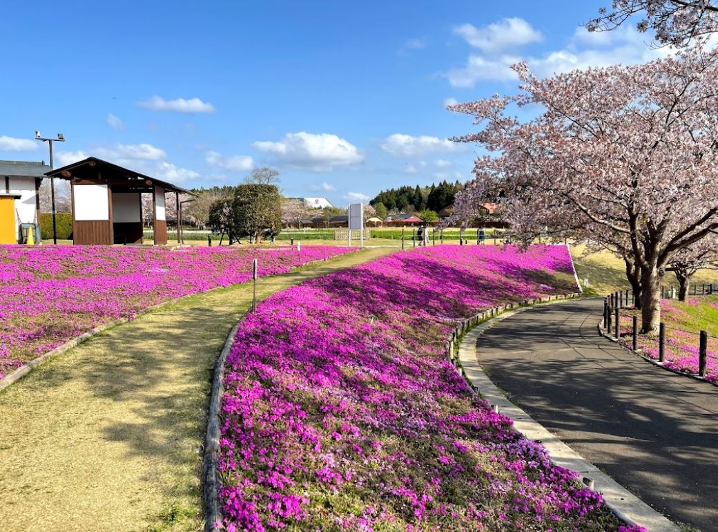 Cherry Tomato. 4 Hours Charter Transfer Within The City. Tsukuba (with Invisible Tour Guide Service On Demand)