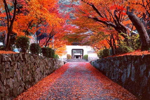 Cherry Tomato. 4 Hours Charter Transfer Within The City. Uji (with Invisible Tour Guide Service On Demand)