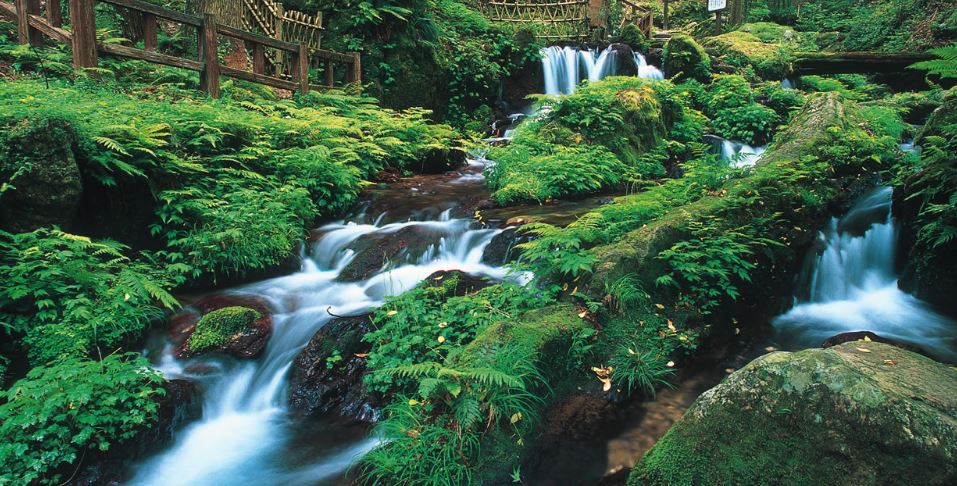 Cherry Tomato. 4 Hours Charter Transfer Within The City. Wakasa Town (with Invisible Tour Guide Service On Demand)