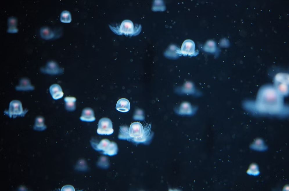 Cherry Tomato. 4 Hours Charter Transfer Within The City. Tsuruoka (with Invisible Tour Guide Service On Demand)