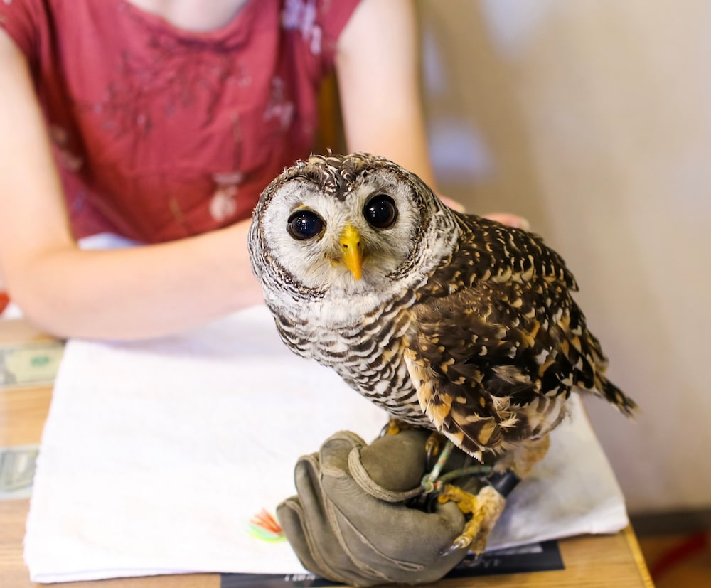 Tokyo Express:  One Way Shared Transfer from Central Tokyo Hotels to Pet Café in Tokyo + Pre-Loaded Welcome Suica Card"ALInoBABY" (509291.1913)