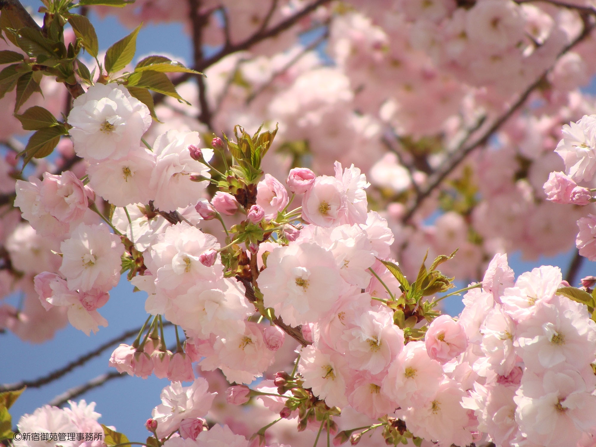 Tokyo Full Day City Tour - ALInoMAMA Loop Loop Tokyo Drive Cruising Tour. Tour Start from Shinjuku Gyoen Park  (Tour Code 512173.1703(CCC.SGP.ZZZ.AKA)