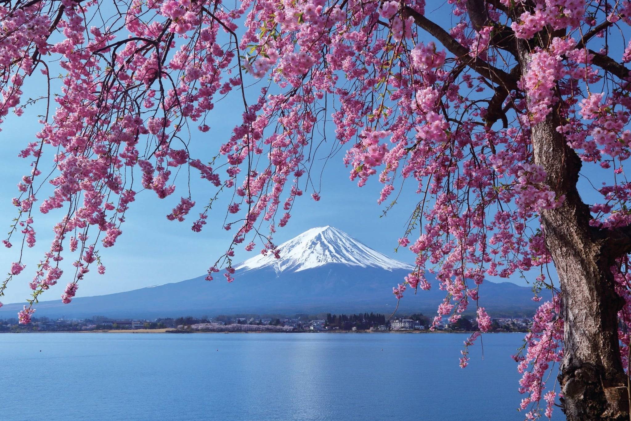 RIJ.ALInoNinjaPAPA - Full Day Mount Fuji area Fuji Oishi Koen Park & Lake Kawaguchiko by Highway Bus &  Local Bus (Self-guided Tour)