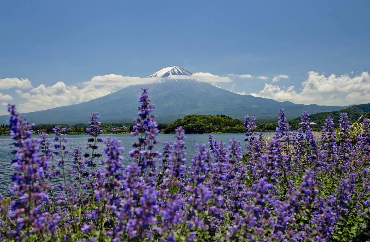 RIJ.ALInoNinjaPAPA - 2D1N Mount Fuji area Fuji Oishi Koen Park & Lake Kawaguchiko by Highway Bus &  Local Bus (Self-guided Tour)